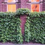 ivy-on-masonry (2)
