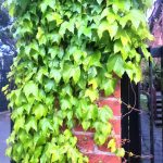 ivy on masonry 3