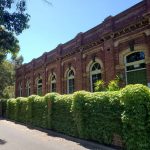 ivy-on-masonry (4)