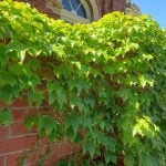 ivy on masonry 5
