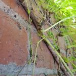 ivy-on-masonry (6)