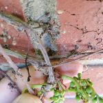 ivy on masonry 7