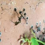 ivy-on-masonry (8)