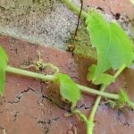 ivy on masonry 9