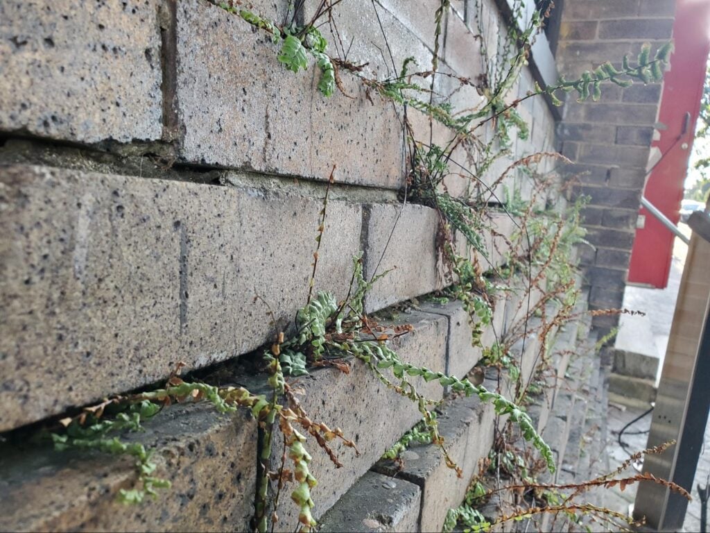 Structural Rigidity In A Historic Brick Wall 8 open mortar
