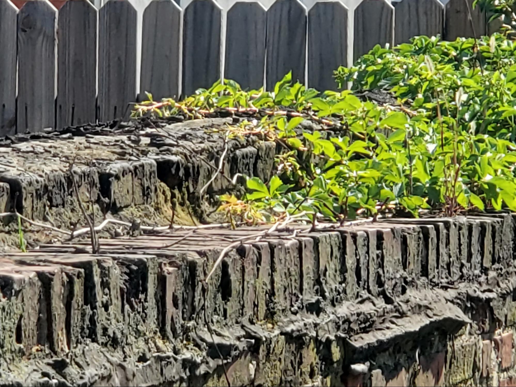 Insidious Damage in a Historic Brick Wall 3 virginia creeper vines