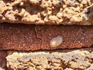 Blog 128 Ironspot Brick