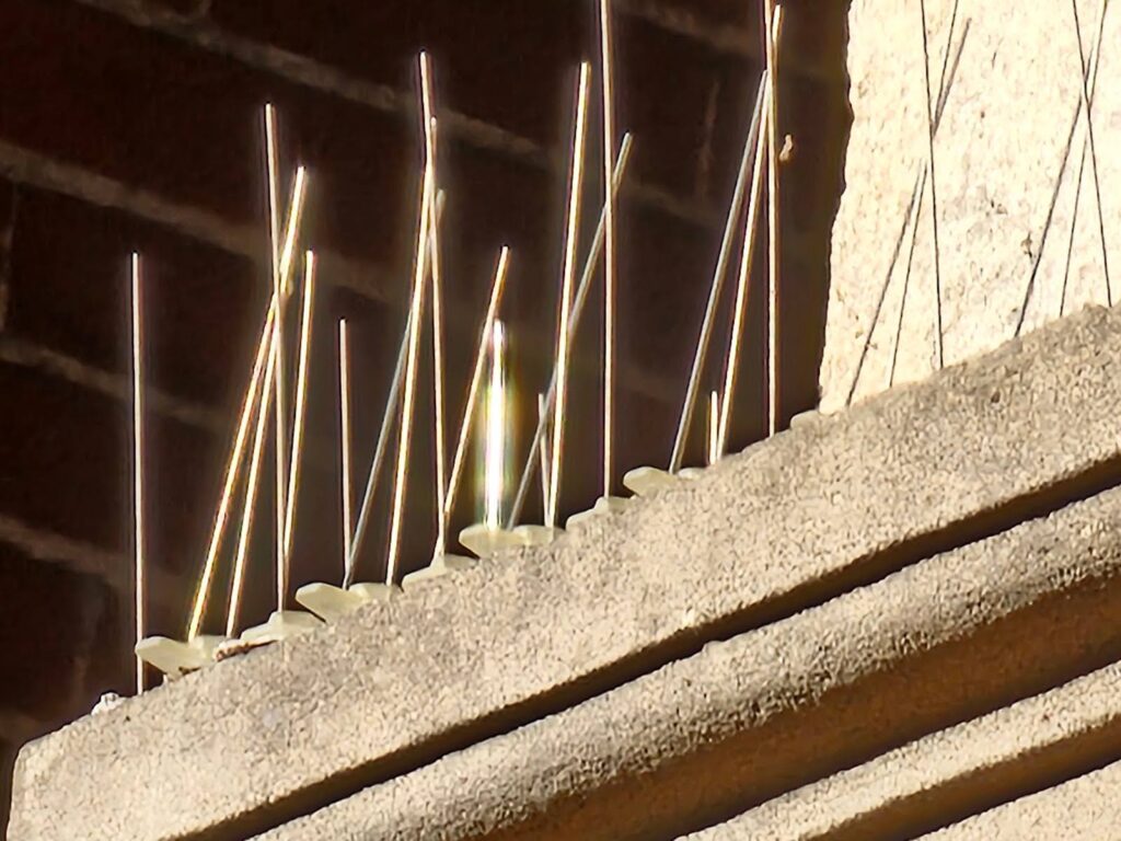 Bird spikes installed on masonry walls in Washington, DC to prevent nesting