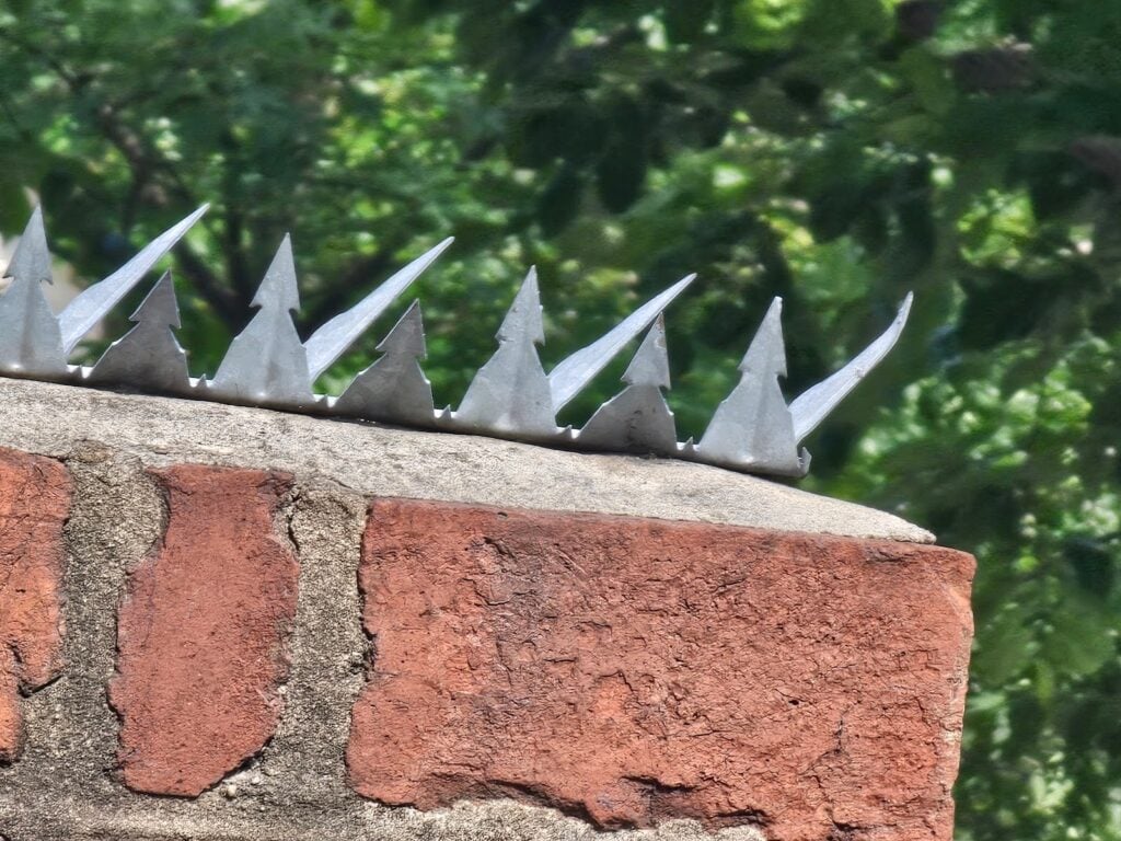 Birds on masonry walls in Washington DC homes