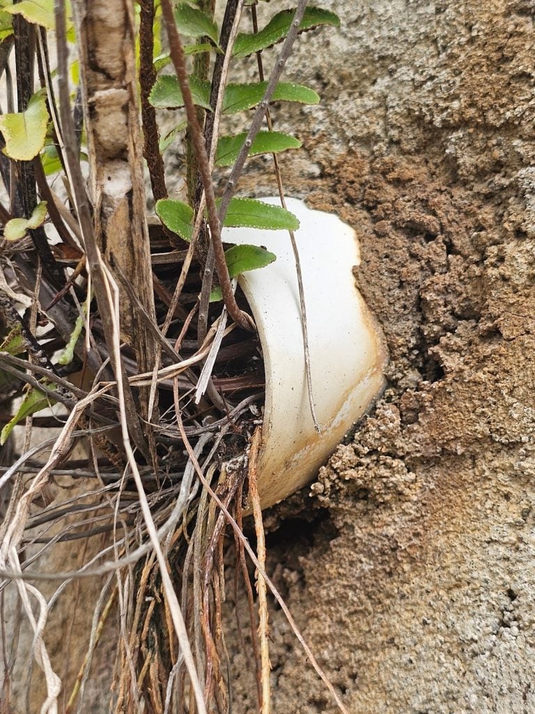 Clogged wall weeps causing water damage in retaining wall – Washington DC