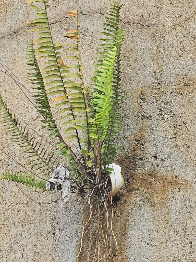 Retaining wall maintenance showing blocked wall weeps – Washington DC property