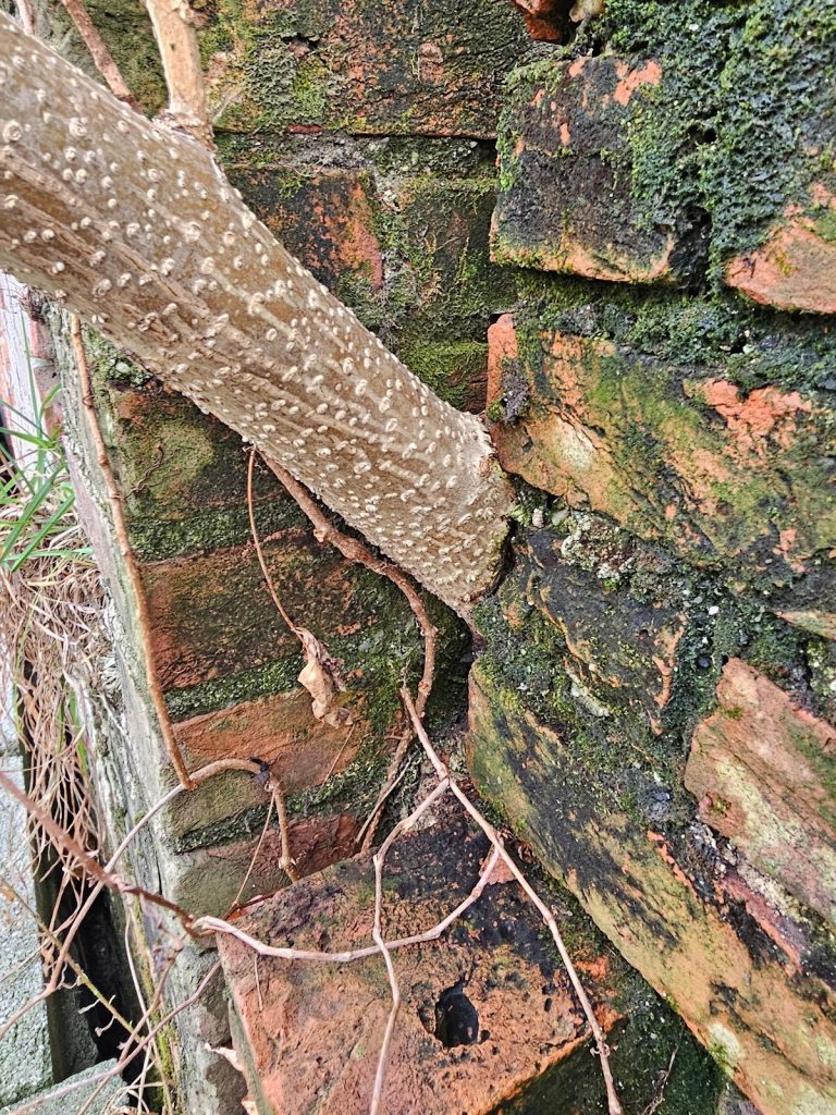 Repair work around a beam pocket affected by tree growth