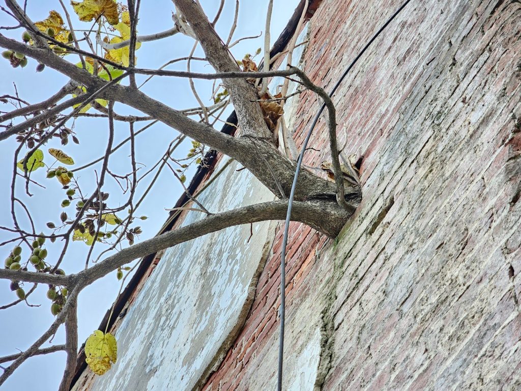 Tree trunk pushing against structural beam pocket components