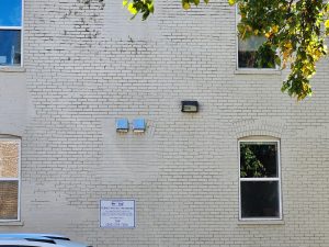 Cliffbrakes Growing in Historic Mortar Joints - Part I