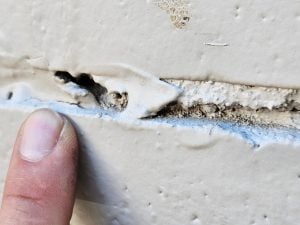 Cliffbrakes Growing in Historic Mortar Joints - Part II