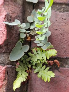 Mortar Susceptibility at Brick Wall Tops