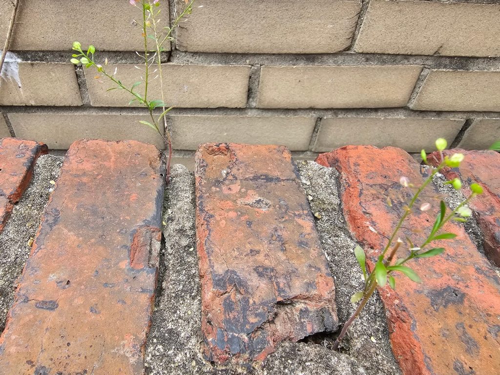 brick walls above rooftops