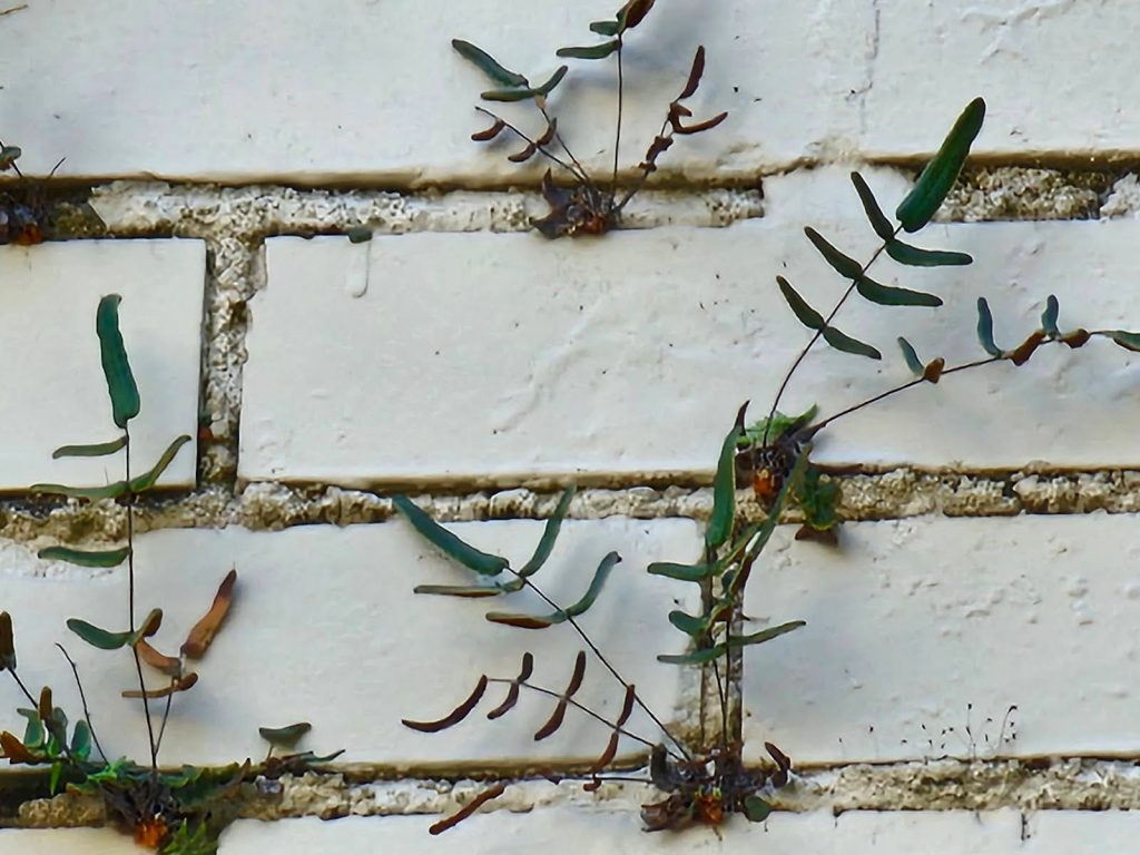 roots are bad news for old and deteriorating brick mortar