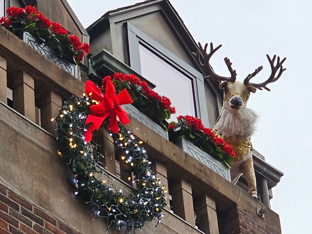 set up a fake reindeer for Christmas