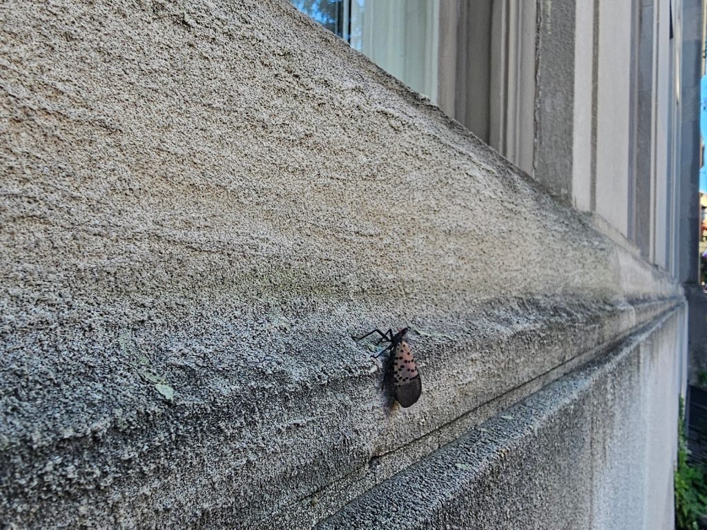 industry is saturated in a history of carpentry