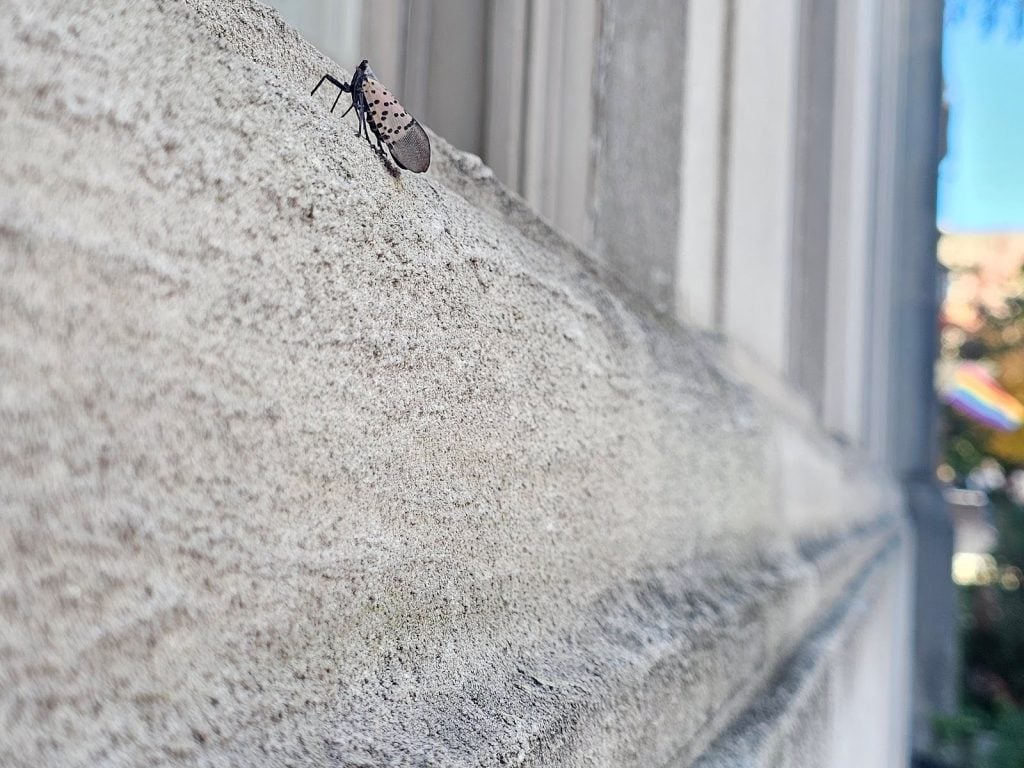 lanternfly walking all around here