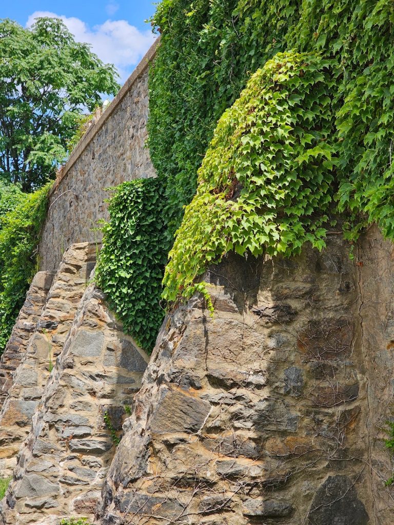 vines look on the face of this historic stone masonry