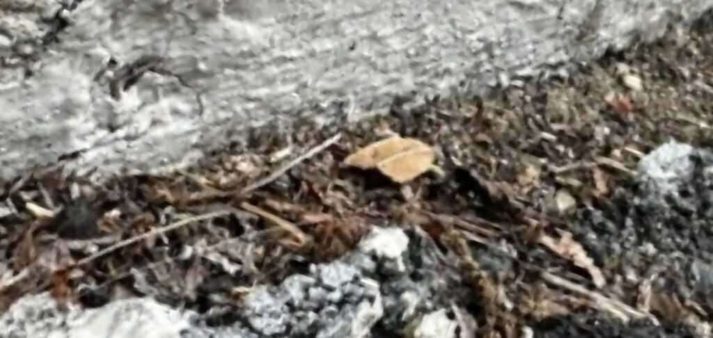 Asphalt pavement separating from brick wall showing joint failure and cracking